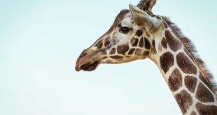 Celebrate World Giraffe Day with the Maryland Zoo
