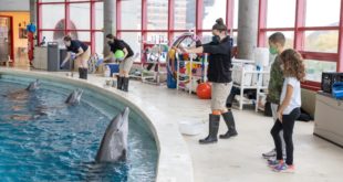 National Aquarium Dolphin Training Tour