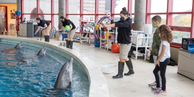 National Aquarium Dolphin Training Tour