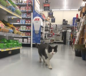 Ace Hardware cats Federal Hill