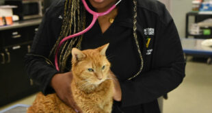 A vet holds an orange cat and listens to its heartbeat with a pink stethoscope.