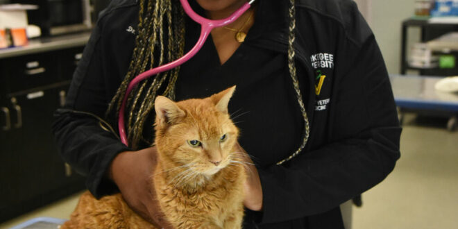 A vet holds an orange cat and listens to its heartbeat with a pink stethoscope.