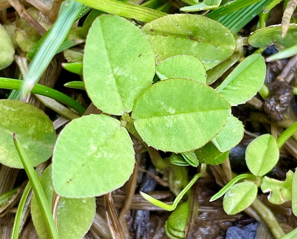 A young green, 3-leaf clover nestled in some grass. 