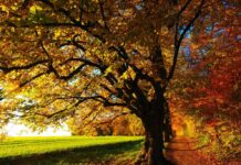 Fall in Love with Fall: The Best Places in the Mid-Atlantic to See Fall Foliage