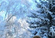 Petra Gonzales… Parent You Should Know