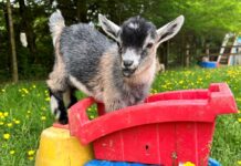 A baby goat in a toy truck