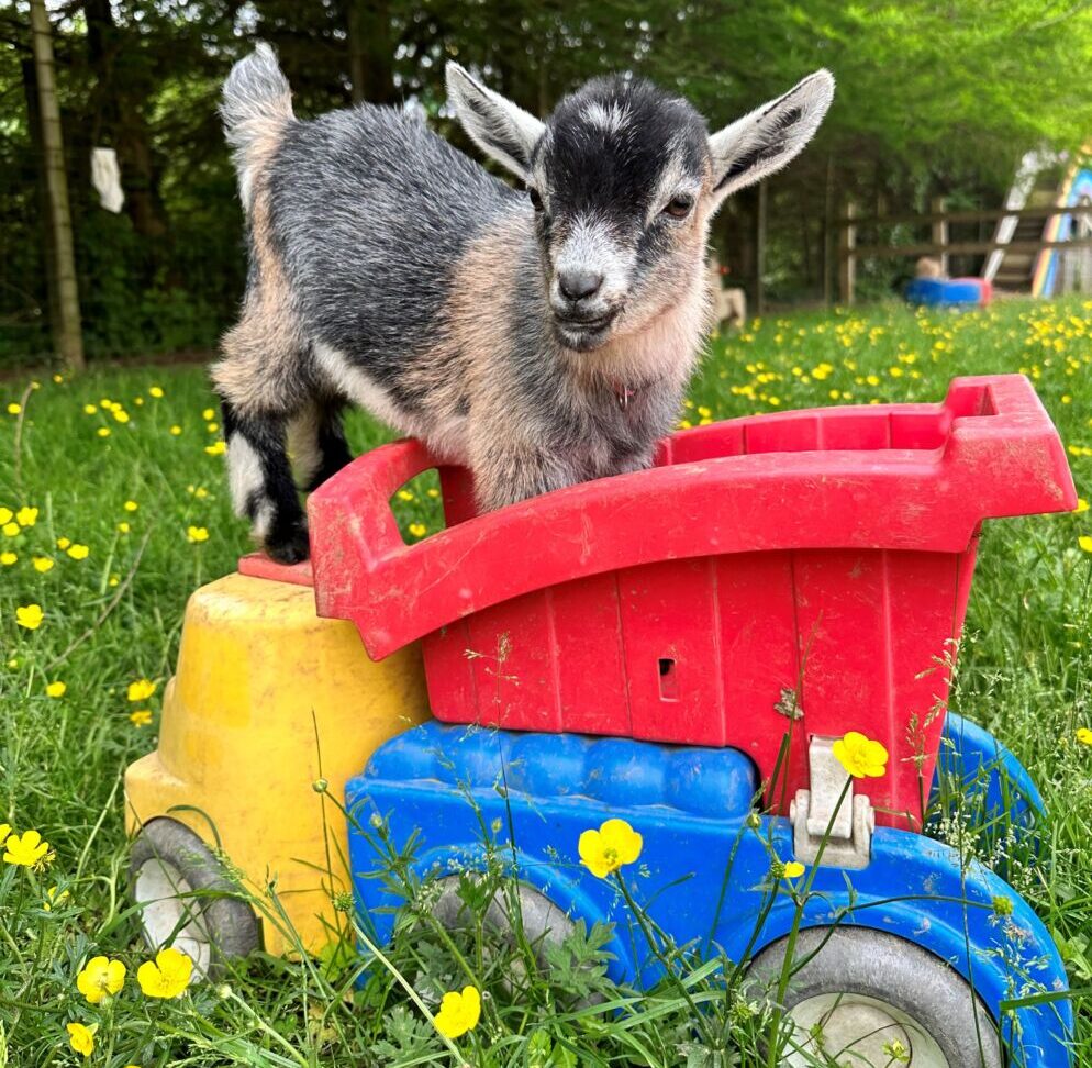 A baby goat in a toy truck