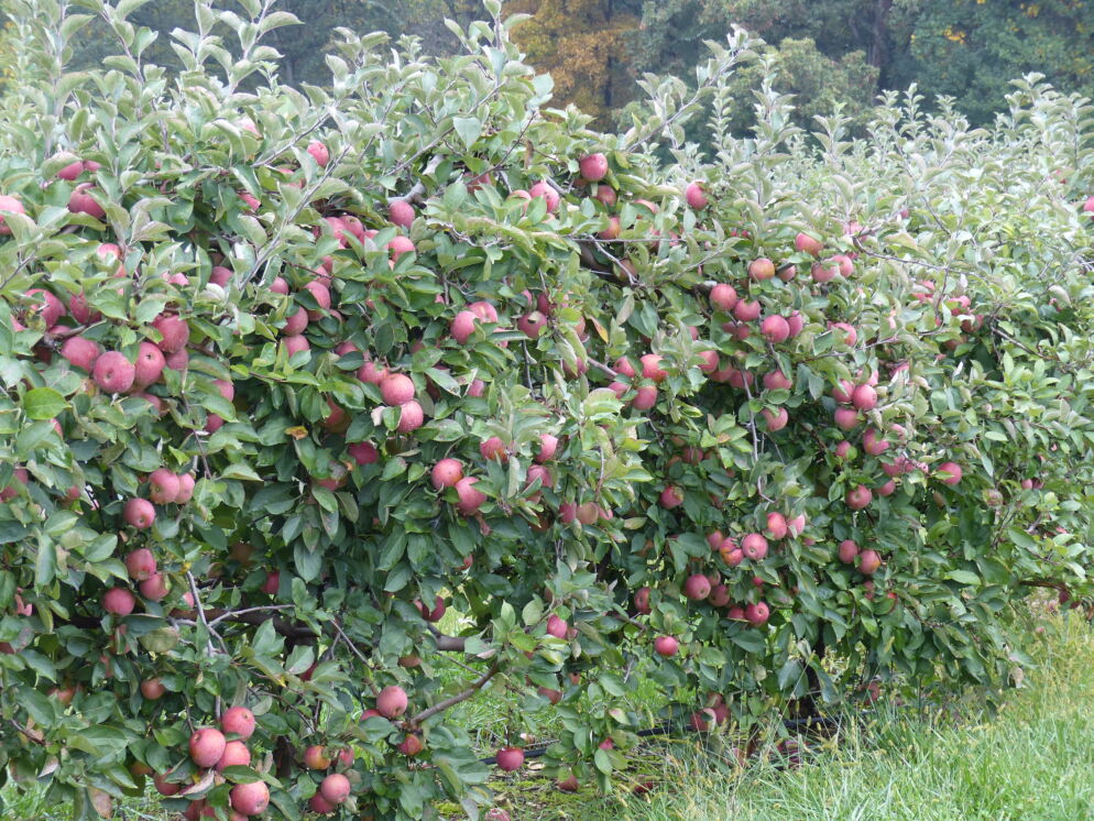 A field of apple trees