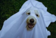 Dog dressed as a sheet ghost