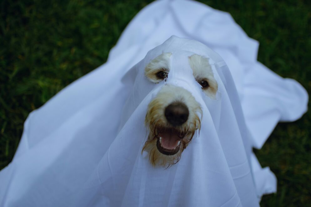 Dog dressed as a sheet ghost