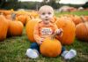 A toddler wearing an orange shirt that says "Cutest Pumpkin in the Patch" sits holding a pumpkin among other pumpkins in a patch.