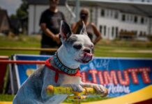 A dog riding a scooter