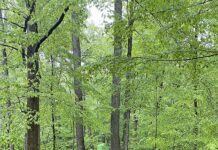 Explore the Great Outdoors! Catoctin Mountain Park