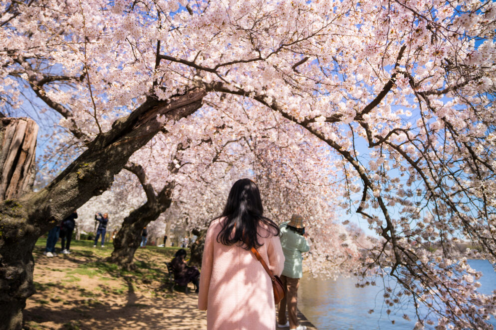 Cherry blossoms in Washington, D.C. 