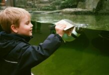 Free Events in Baltimore This April A boy looking at a penguin in an aquarium