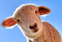 Sheep looking at the camera