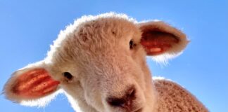 Sheep looking at the camera