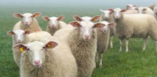 Sheep in a field