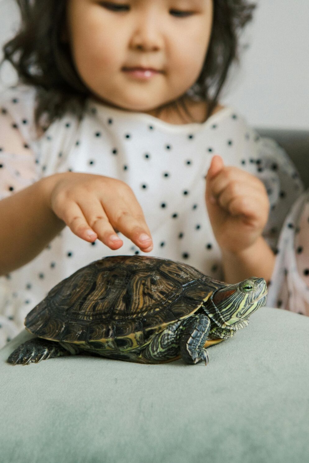 A girl touches a turtle