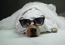 A dog wearing a ghost costume and sunglasses