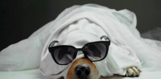 A dog wearing a ghost costume and sunglasses