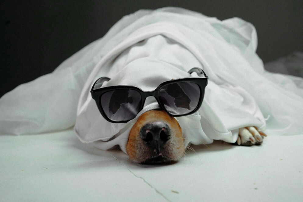A dog wearing a ghost costume and sunglasses