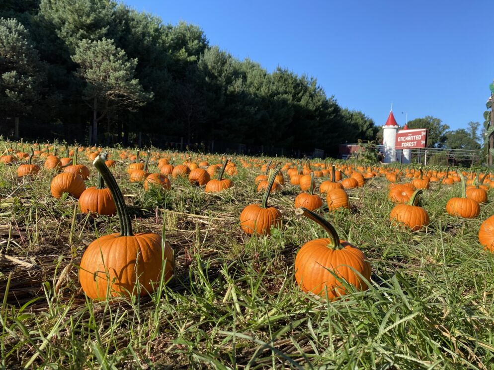 Pumpkins at Clark's Elioak Farm